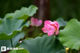 福州多个公园荷花绽放！古人都为荷花写过哪些诗？图片