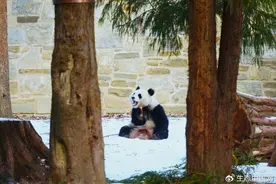 久等啦！旅美大熊猫“青宝”“宝力”公开亮相图片