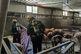 广西一养猪场猪粪发酵毒气弥漫，5小时后上千头“二师兄”……图片