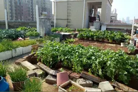 长沙几位老人把楼顶“开垦”成菜园，规模之大震惊邻居！后续来了图片