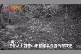 罕见！山西和顺县拍到金钱豹捕猎全过程，全县累计识别出89只！图片