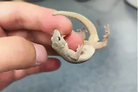 新物种被发现，就叫“大别山”图片