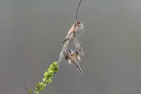 自然科普|昆嵛山物种日历之中华攀雀图片