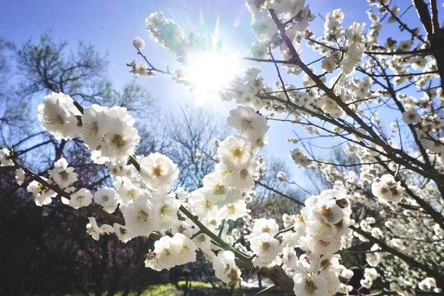 赏花看展淘文创！国家植物园邀您共享“一站式”春日快乐