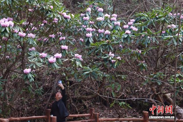 陕西商洛：秦岭高山杜鹃迎盛放期