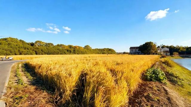 落叶、麦田、银杏……快来收藏这份秋日漫步地图