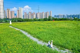 超好出片，武汉市区最大向日葵花海即将免费开放图片