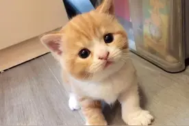 以为养到可爱萌猫，谁料它成年后气质大变，主人：大骗子啊图片