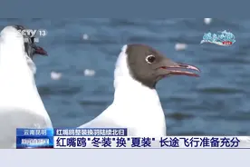 红嘴鸥陆续北归 卫星“小背包”揭秘迁徙之路图片