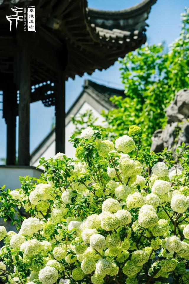 花样秦淮｜绣球花开