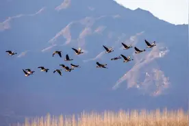 来“客人”啦！北京密云水库迎来候鸟迁徙高峰图片