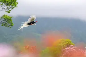 美呆了！永安杜鹃花开正艳，引来“林中仙子”白鹇出门溜达图片