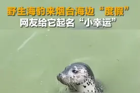 野生海豹来烟台海边“度假” 网友给它起名“小幸运”图片