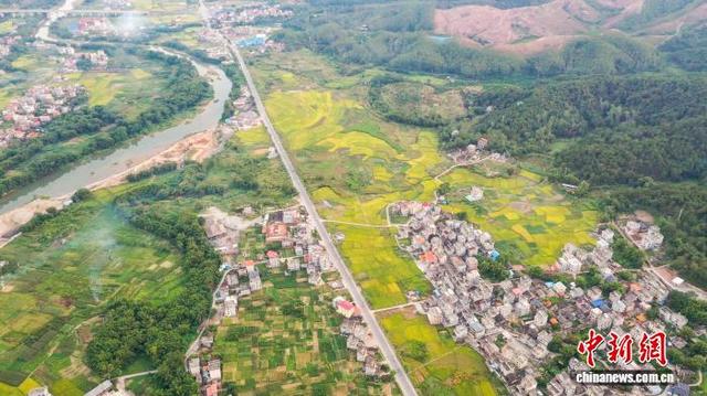 广西苍梧水稻迎收获期 田园风光无限