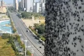 在家不敢开窗，走路不敢张嘴，全国多地出现的摇蚊原来是吃素的图片