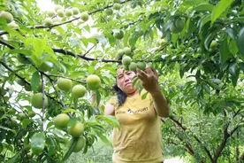 小李子大产业——昭通绥江“半边红”李甜蜜上市图片