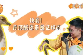 快看！丹顶鹤原来是这样的图片