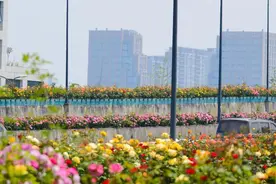 董宇辉都感叹“可漂亮了” ：杭州高架月季开不完的秘笈是什么？图片