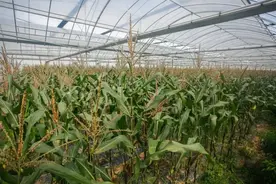 软糯香甜！金山黑金玉米上市啦→图片