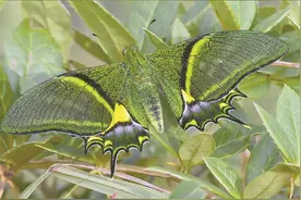 珍稀金斑喙凤蝶现身广东南岭 是唯一的蝶类国家一级重点保护野生动物，世界八大名贵蝴蝶之首图片