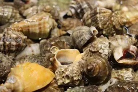 休渔期倒计时！海鲜价格有啥变化？记者实地探访……图片