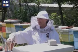 高温持续 北马其顿蜂农遭遇产业危机图片