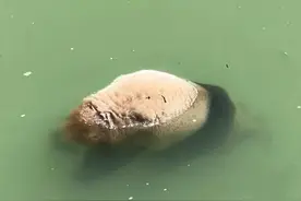 四川雅安宝兴县死亡大熊猫为成年野生雌性，已送检分析死因图片