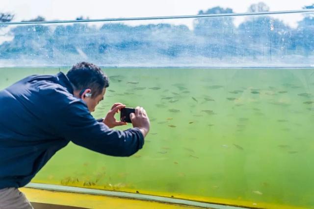 厉害了！南京“网红大鱼缸”，获国家发明专利