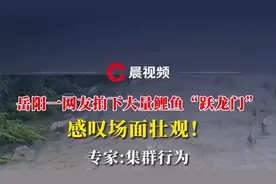 岳阳一网友拍下大量鲤鱼“跃龙门”，感叹场面壮观！专家分析图片