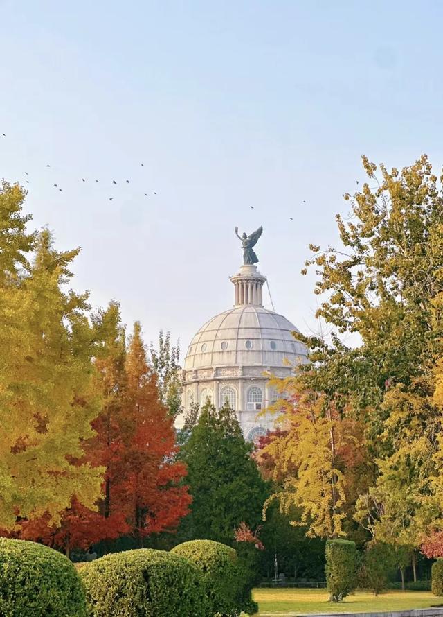 郑州银杏树进入最佳观赏期！推荐这10个好去处，地铁直达！