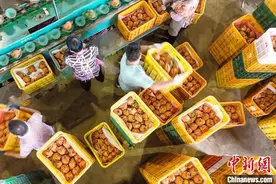 山东莱西：近4万亩秋月梨喜获丰收图片