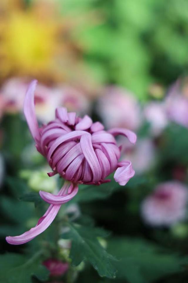 晚潮｜深秋，总要看场菊展吧