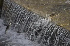 青海湖裸鲤奇迹进行时  从一条鱼的洄游看一片湖治理图片