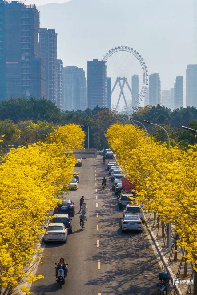 金色花海限时上线，错过等一年