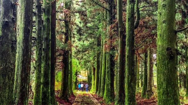 门票免费＆索道半价！炎炎夏日，天岳幕阜山送清凉