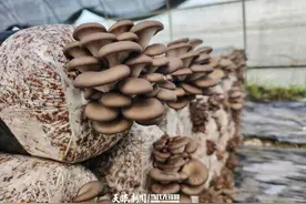 新蒲新区爱国村平菇“鲜”上市图片