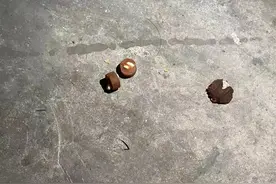 沪一小区发现不明物质，多只宠物狗死亡！警方已介入图片