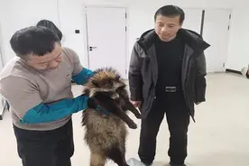 安图县成功救助一国家二级保护动物——貉子图片