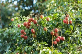 时和荔丰，山海同庆！2025年茂名荔枝嘉年华即将启幕图片