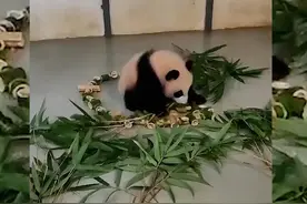 莫斯科动物园的喀秋莎半岁啦图片