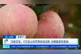含糖量高达15%！河南灵宝6万亩山地苹果“超甜”，奥秘是→图片