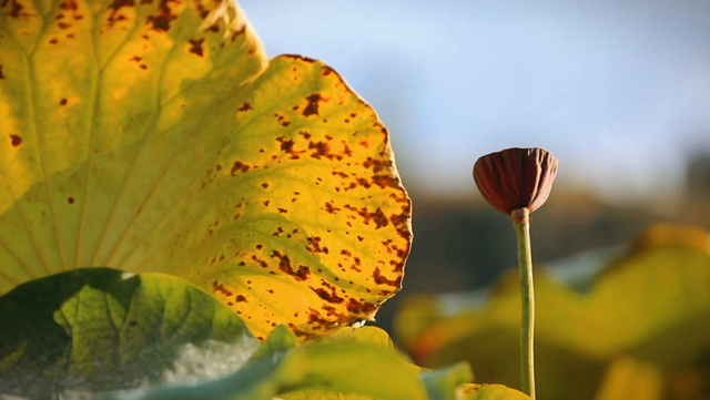 日子在这慢得刚好｜有一种叫云南的生活之365天