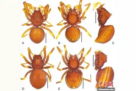 广东丹霞山发现第45个新物种：丹霞华盾蛛图片