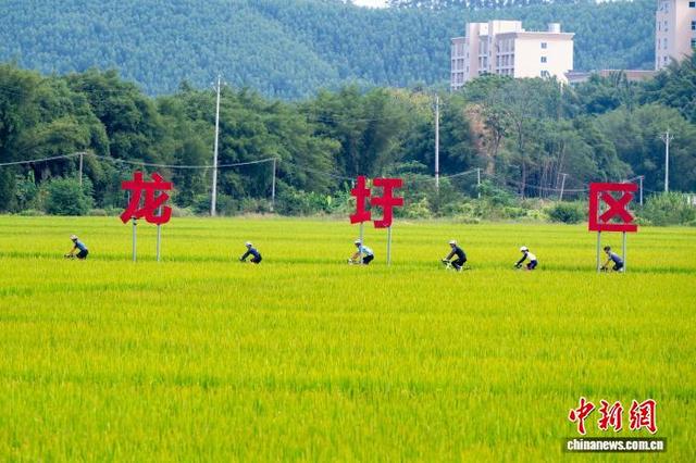 广西梧州稻浪金黄 骑行队伍穿梭享丰景