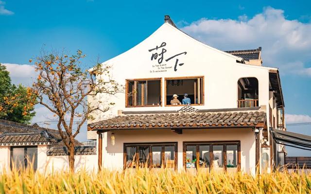 黄金稻田、绝美窗景！这个免费的爆款机位，定格上海最美秋天→