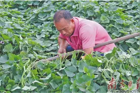 小甘薯铺就“甜蜜”致富路图片