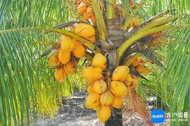 海南周刊｜老树新生！那些熟悉的“岛树”变了模样图片