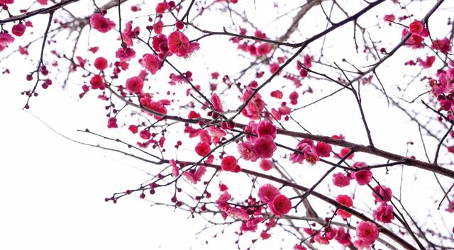 春天提前送达的问候