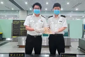 国家二级保护野生动物，出国旅行这种“大贝壳”不能带图片