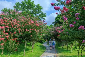 深圳湾公园“莫奈花园”开啦！海边粉色浪漫等你来邂逅图片
